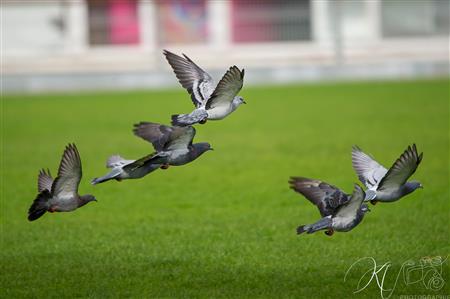 ENTRAINEMENT FCG DU 1 novembre 2022