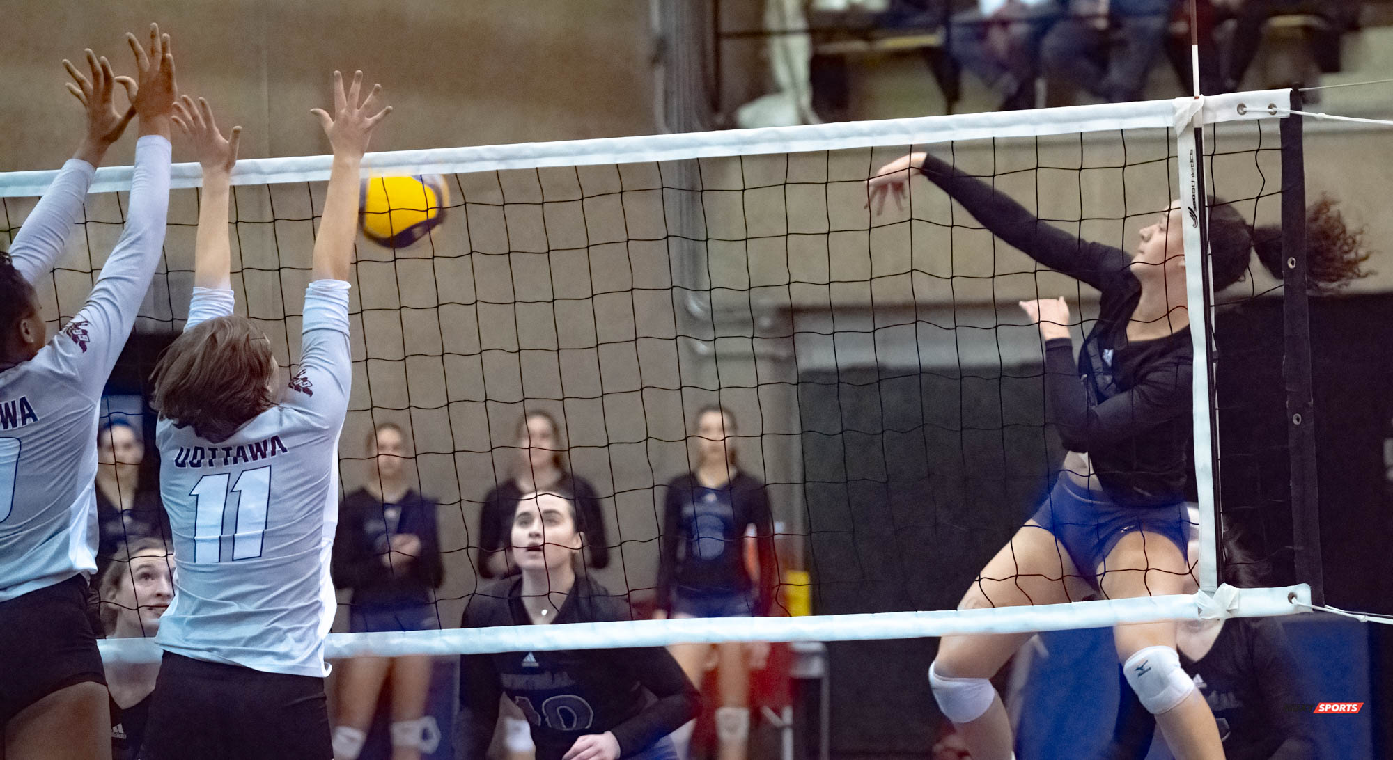  Université de Montréal - Université Ottawa - Volleyball -  (#VolleyUdeMvsUOttawaFW) Photo by:  | Siuxy Sports 2021-11-12